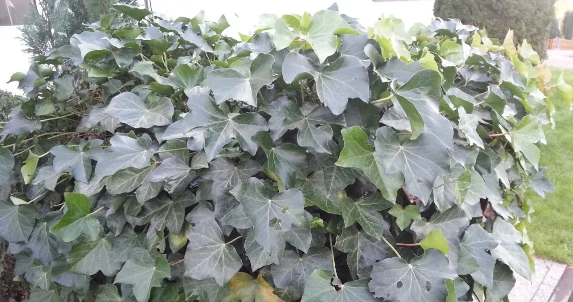 Softwareentwicklung verhält sich oft wie Efeu