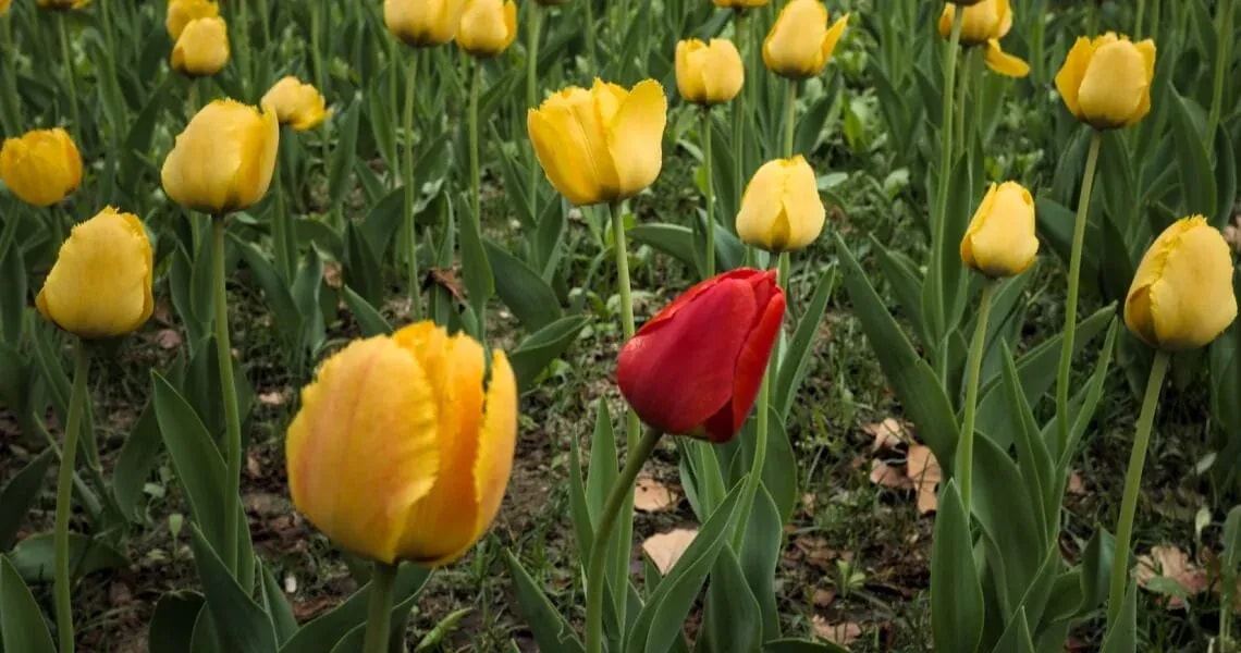 Namensräume mit C# analysieren