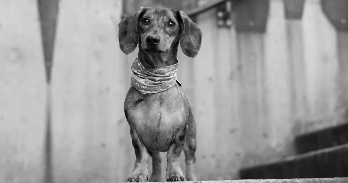 Was haben User Stories mit der Sicherheit von Fifi zu tun?